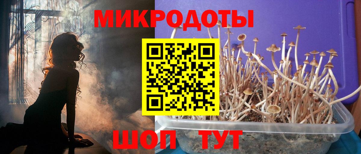 Галлюциногенные грибы Psilocybe Лениногорск